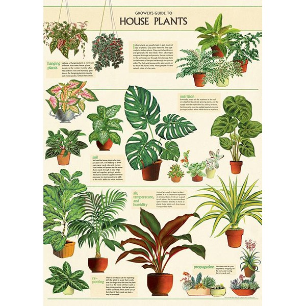 카발리니 포스터-House Plants