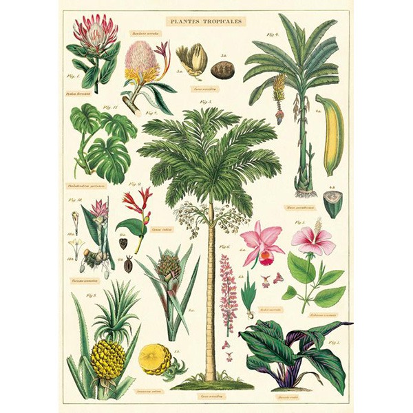 카발리니 포스터-Tropical Plants