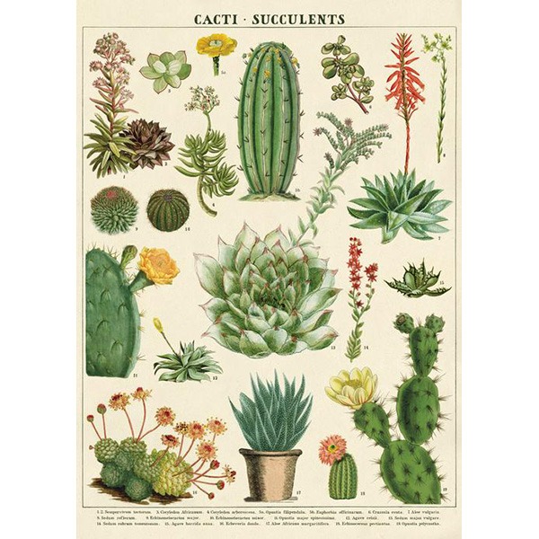 카발리니 포스터-Cacti &amp; Succulents