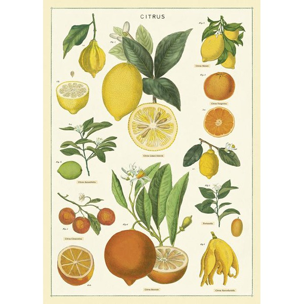 카발리니 포스터-Citrus