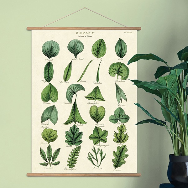 카발리니 포스터-Botany Leaves