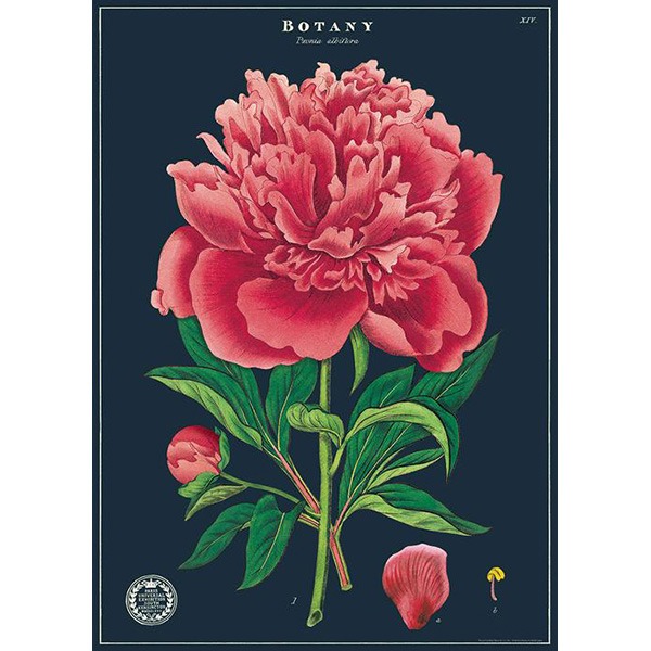 카발리니 포스터-Botany Study