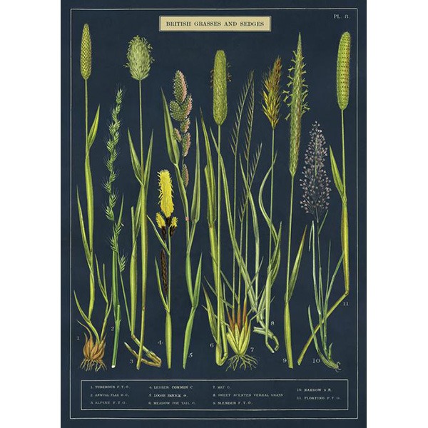 카발리니 포스터-Grasses &amp; Sedges